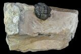 Gerastos Trilobite Fossil - Great Detail #105156-1
